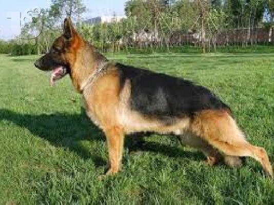 German Shepherd καθαροαιμα 6988190151--- ΚΡΗΤΗ